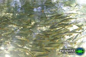 Piracema começa segunda-feira dia 5 no MS