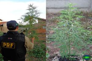 Plantação de maconha é encontrado em Paranaíba pela PRF